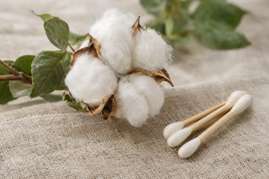 Natural cotton boll beside bamboo cotton swabs